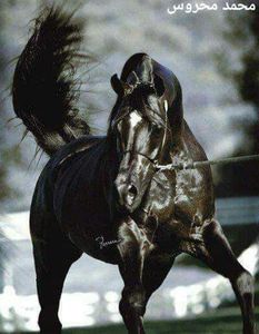  - Cai animale nobile