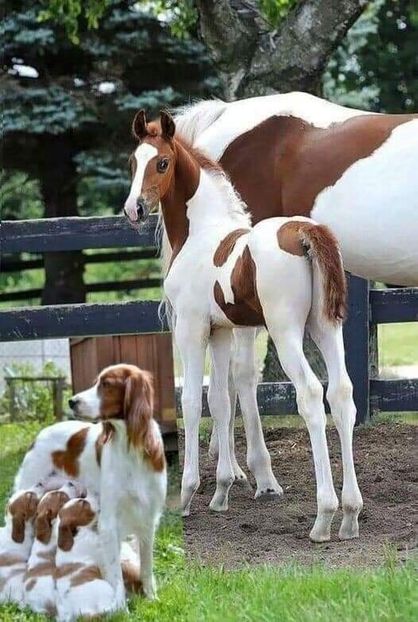  - Cai animale nobile