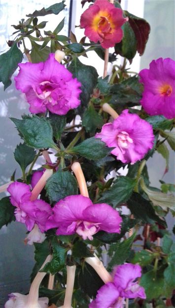  - Rizomii de achimenes 2021 2022