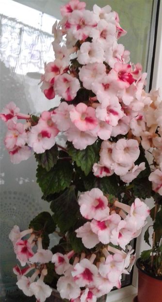  - Rizomii de achimenes 2021 2022