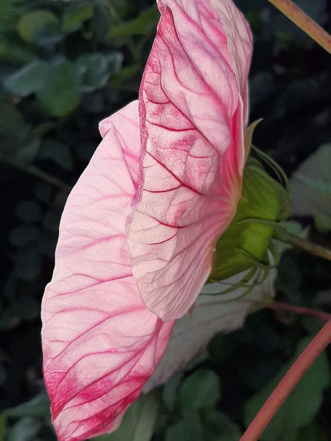  - Summerific Cherry Cheesecake