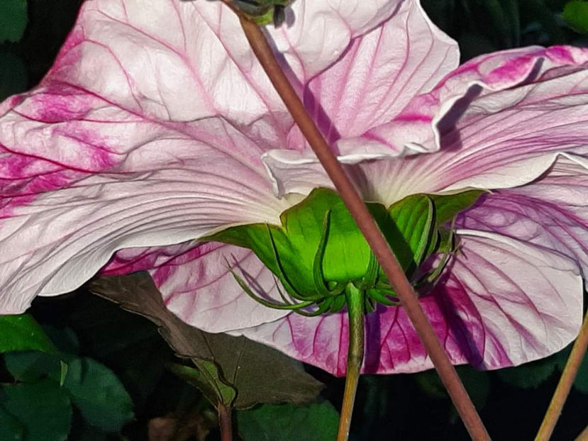  - Summerific Cherry Cheesecake