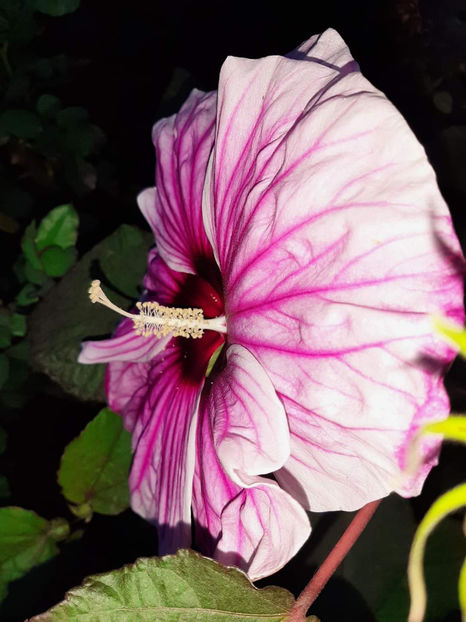  - Summerific Cherry Cheesecake