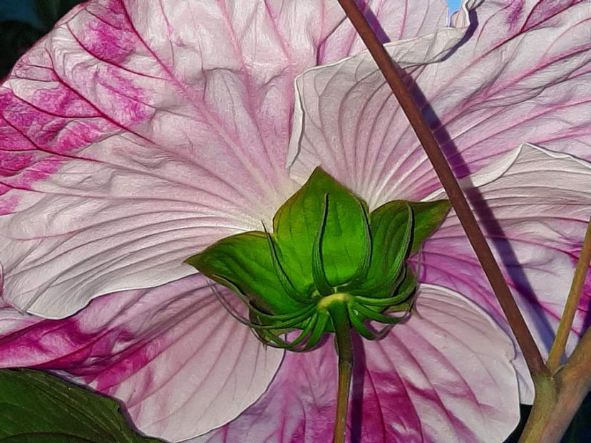  - Summerific Cherry Cheesecake