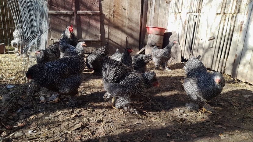 kendermagos4 - BRAHMA BARAT 2021