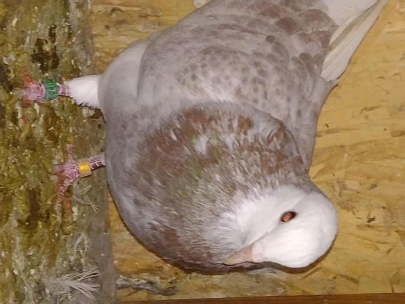  - Takla Baku și Birmingham