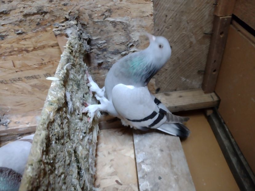  - Takla Baku și Birmingham