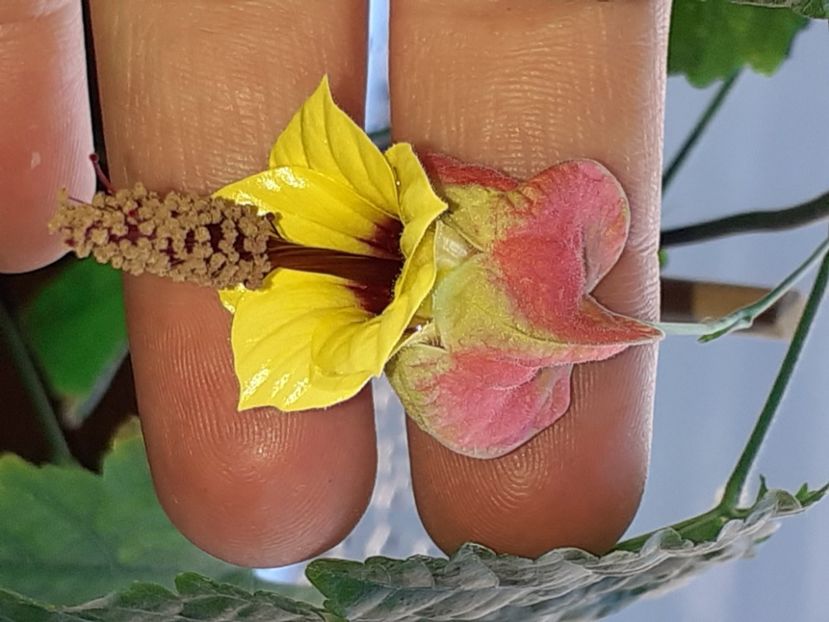  - Diverse plante