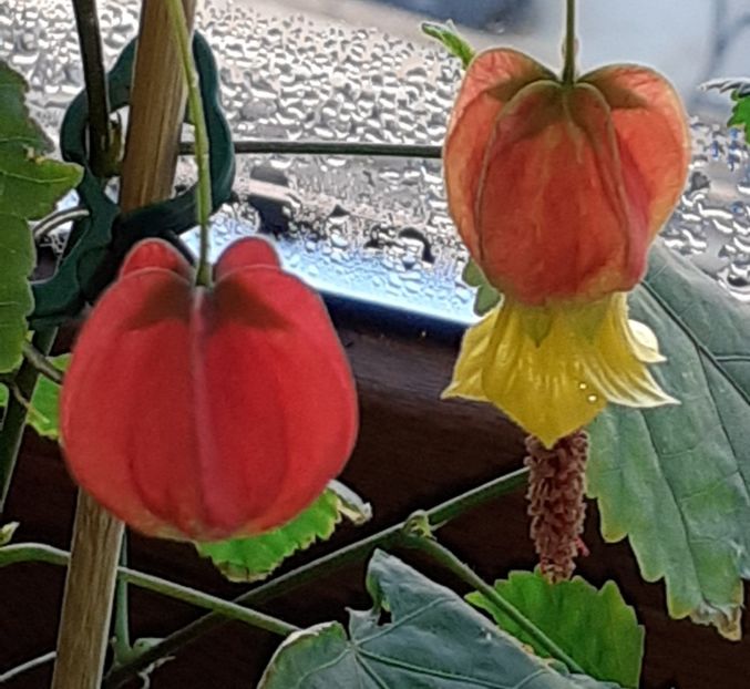  - Diverse plante