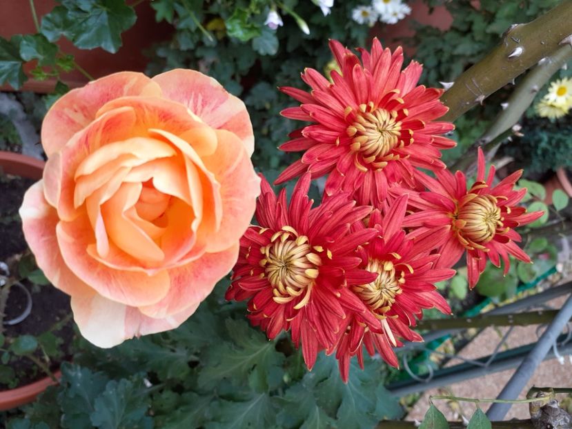  - Diverse plante