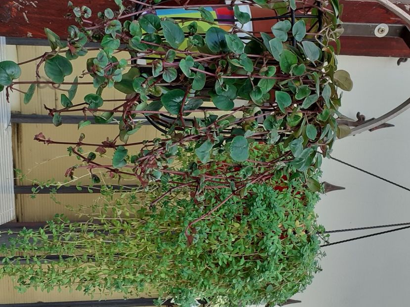  - Diverse plante