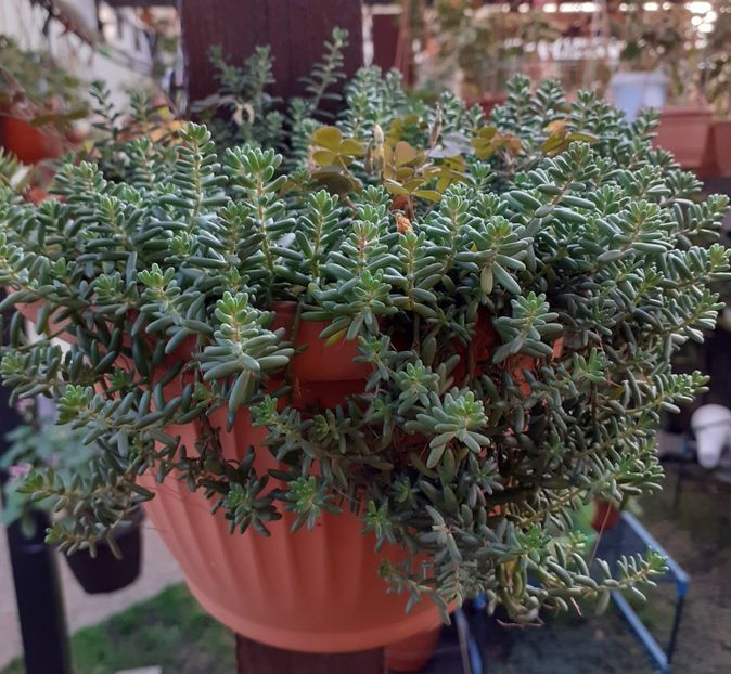  - Diverse plante