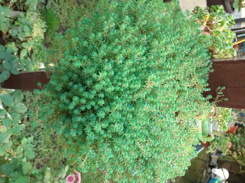  - Diverse plante