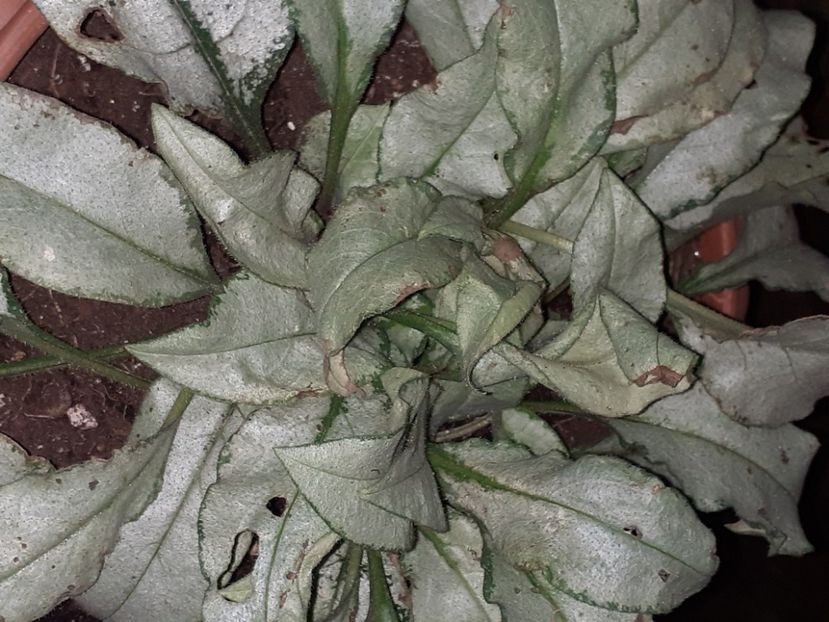  - Diverse plante