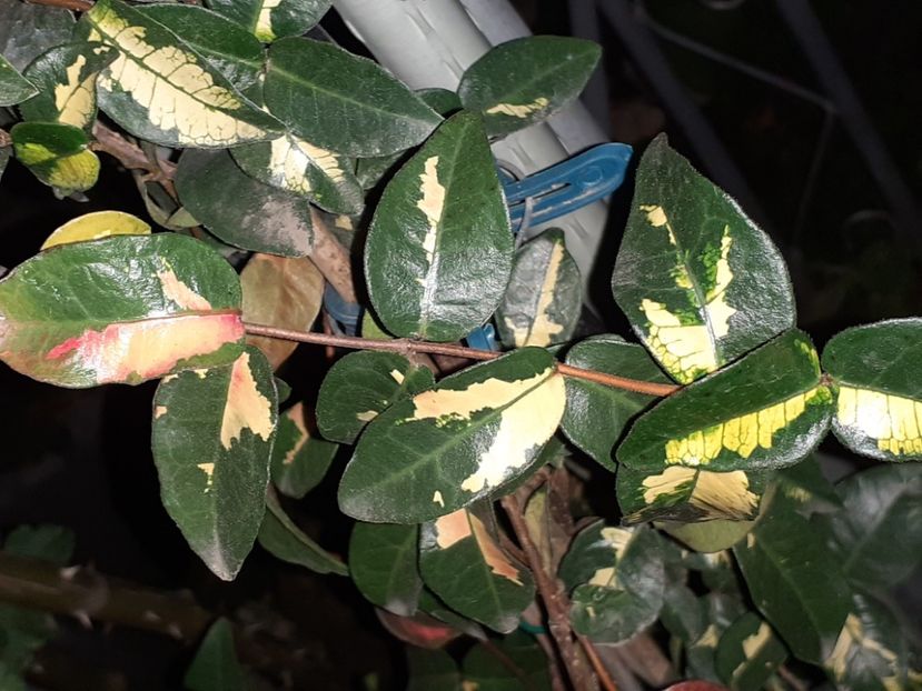  - Diverse plante