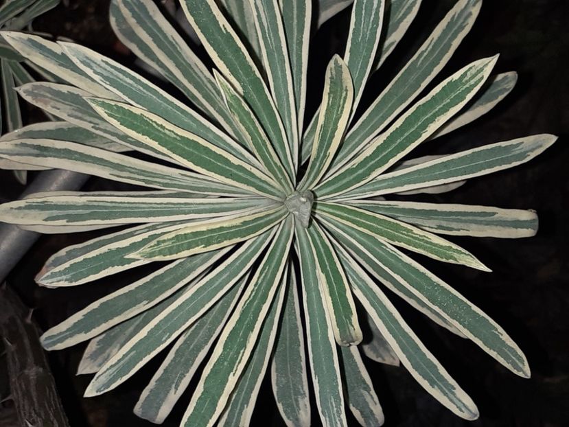  - Diverse plante