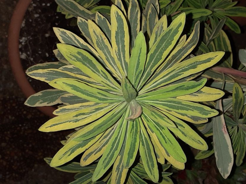 - Diverse plante