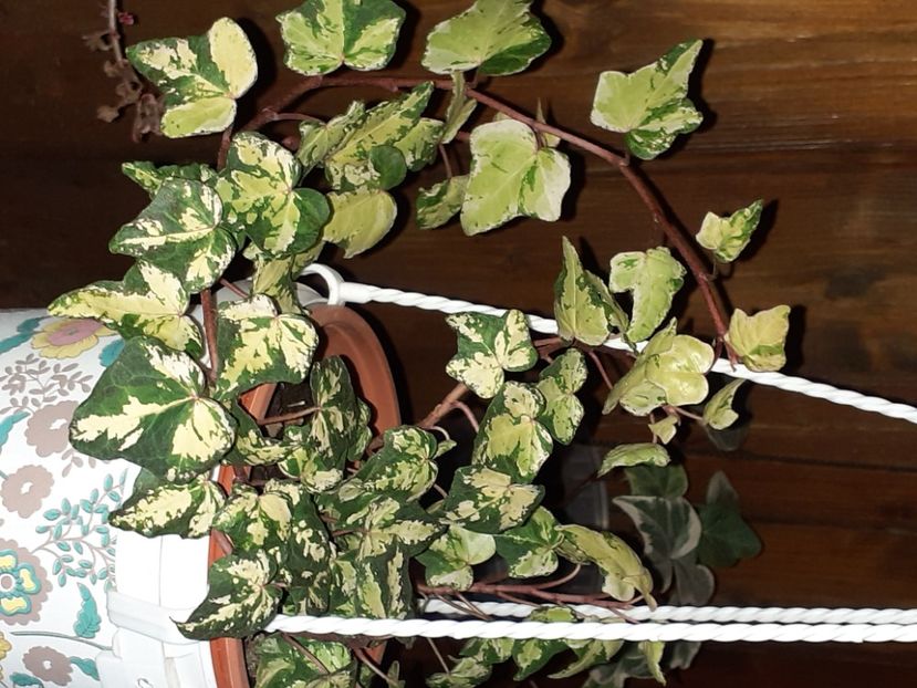  - Diverse plante