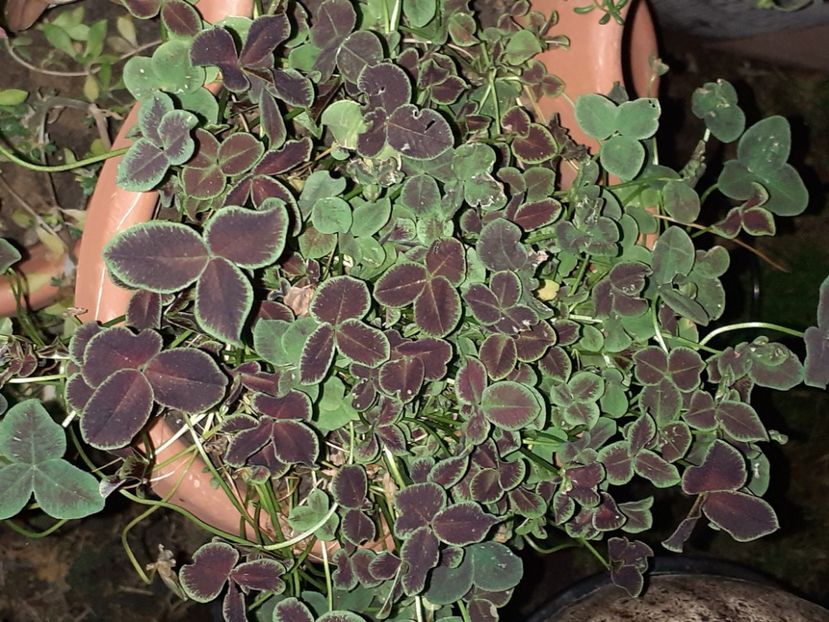  - Diverse plante