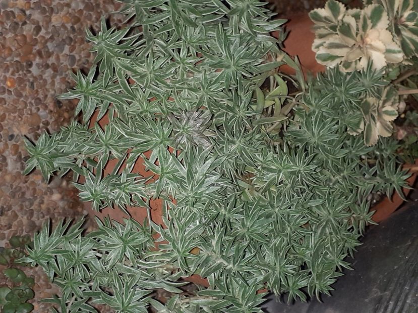  - Diverse plante