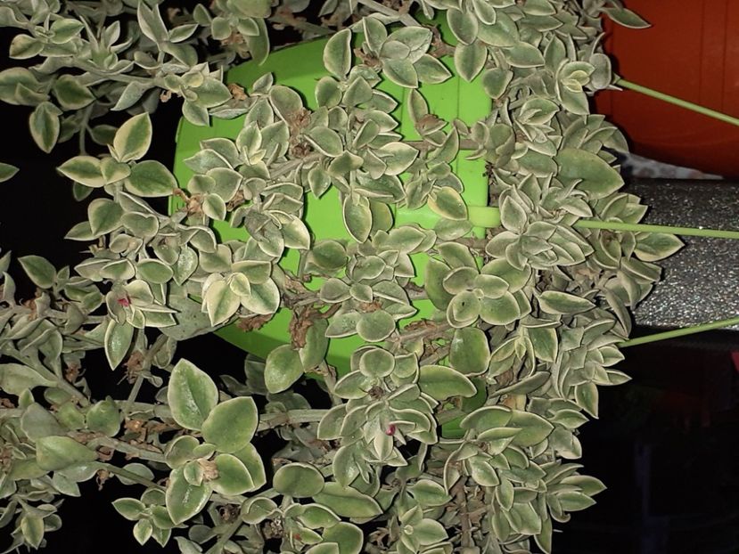  - Diverse plante