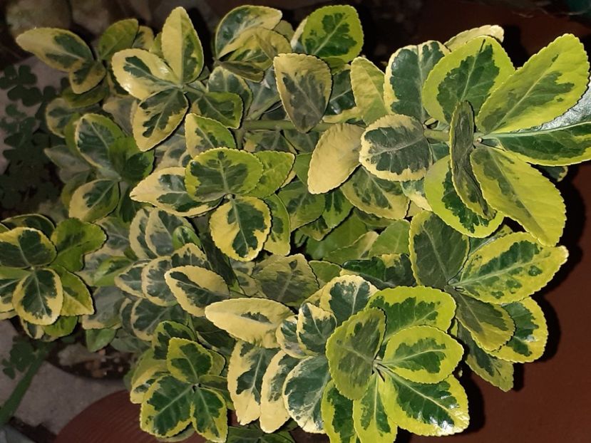 - Diverse plante