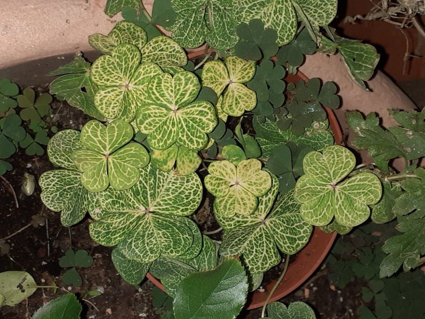  - Diverse plante