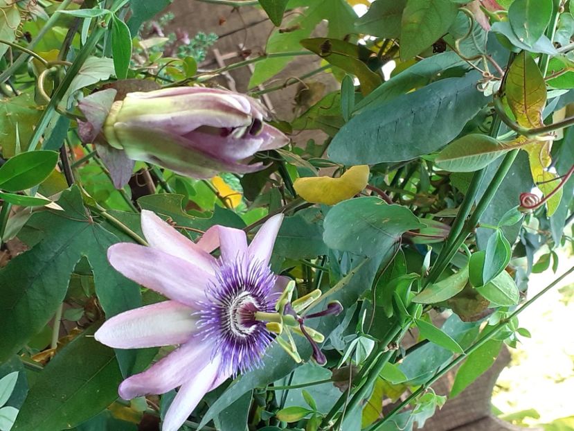  - Diverse plante