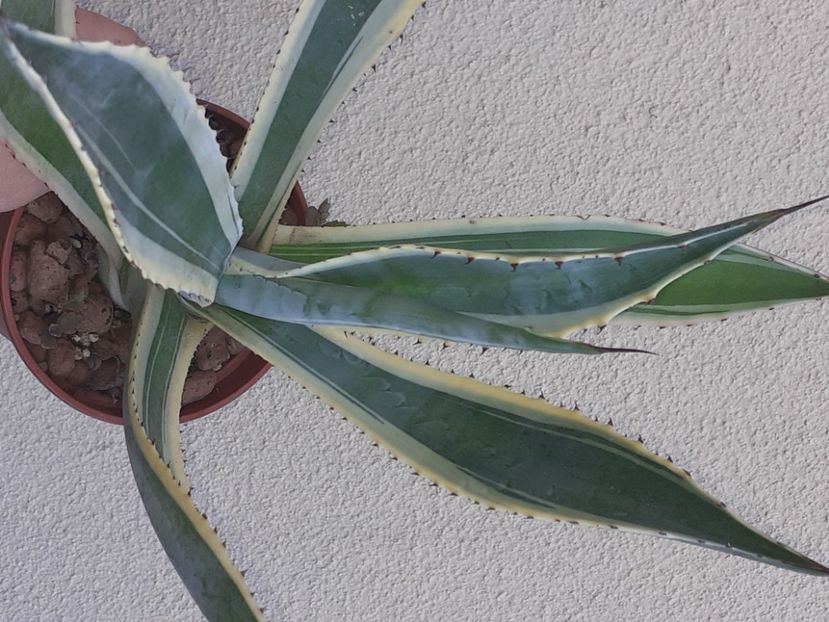  - Diverse plante