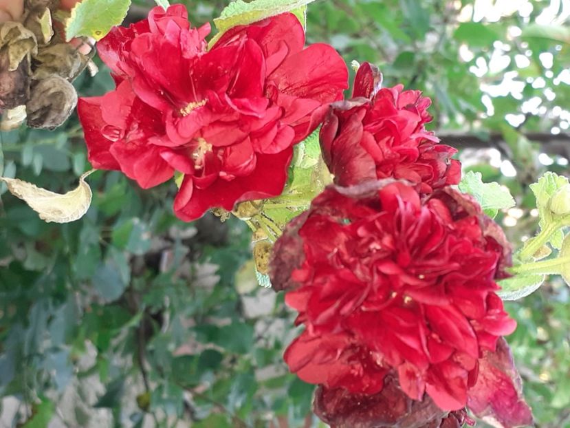  - Diverse plante