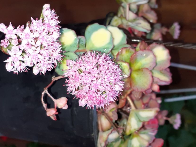  - Diverse plante