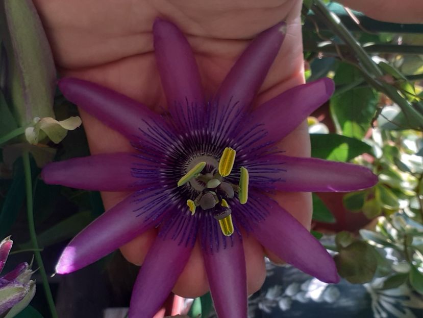  - Diverse plante