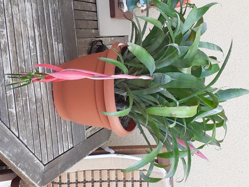  - Diverse plante