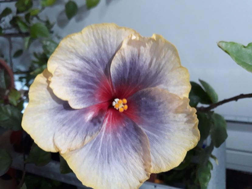  - hibi Moorea Orlando Sunrise