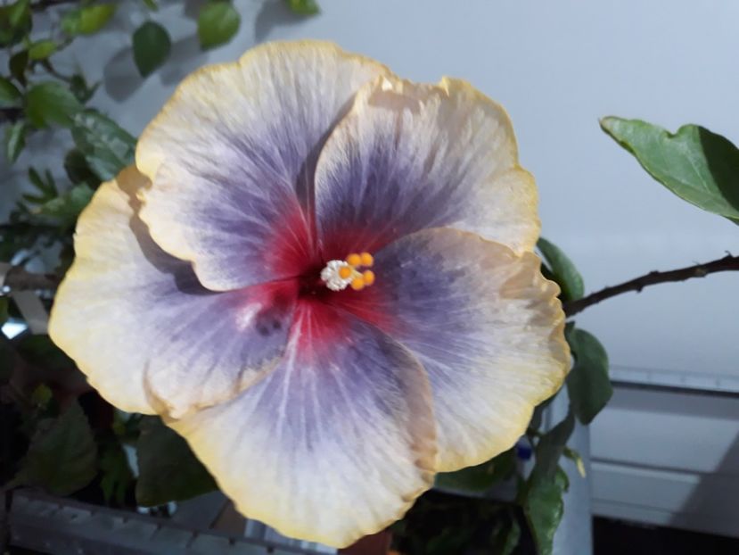  - hibi Moorea Orlando Sunrise