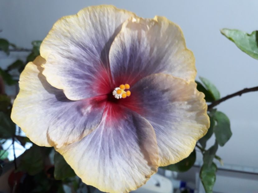  - hibi Moorea Orlando Sunrise