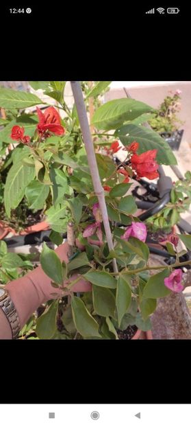 Screenshot_2021-10-17-12-44-43-523_com.facebook.orca - Diverse plante