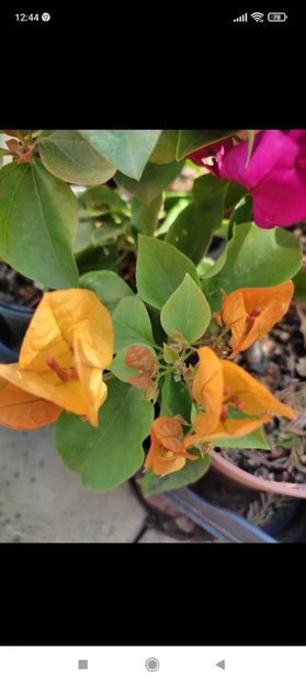 Screenshot_2021-10-17-12-44-36-738_com.facebook.orca - Diverse plante