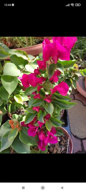 Screenshot_2021-10-17-12-44-34-002_com.facebook.orca - Diverse plante