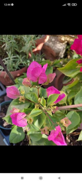 Screenshot_2021-10-17-12-44-31-287_com.facebook.orca - Diverse plante