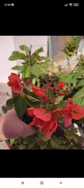 Screenshot_2021-10-17-12-44-28-456_com.facebook.orca - Diverse plante