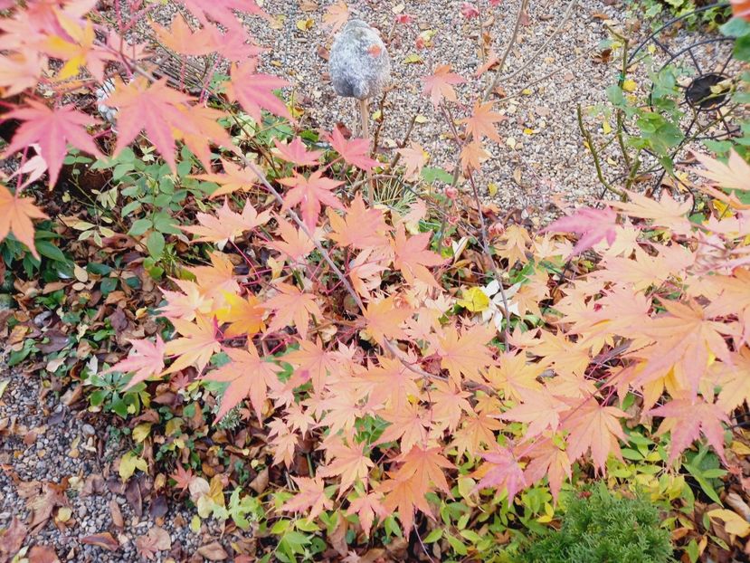  - Grădina 2021 continuare 3