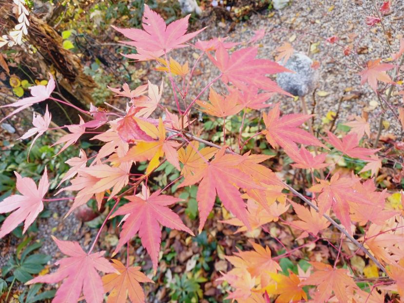  - Grădina 2021 continuare 3