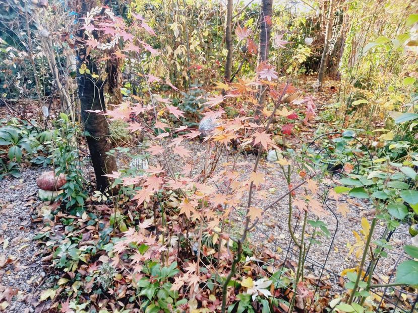  - Grădina 2021 continuare 3