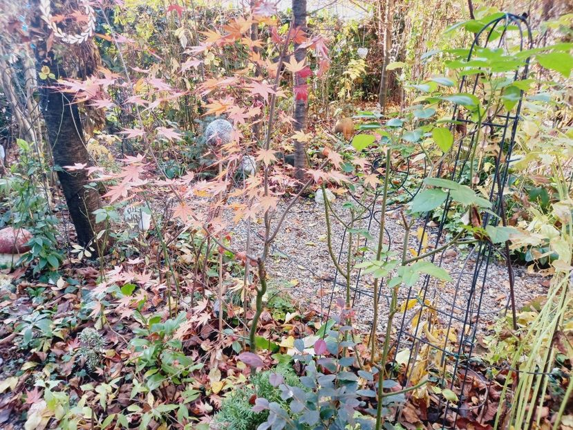  - Grădina 2021 continuare 3