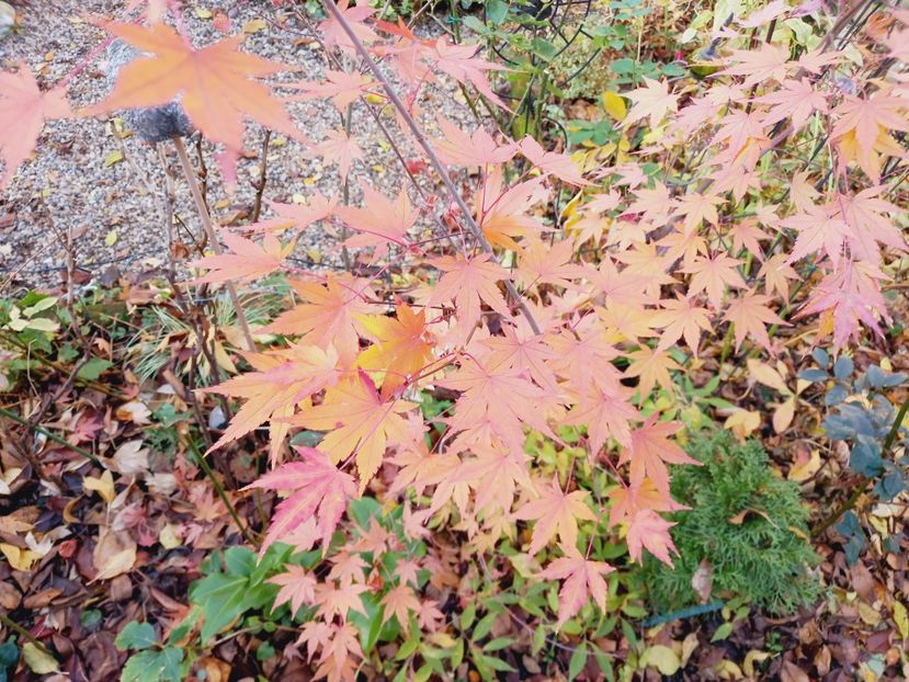  - Grădina 2021 continuare 3