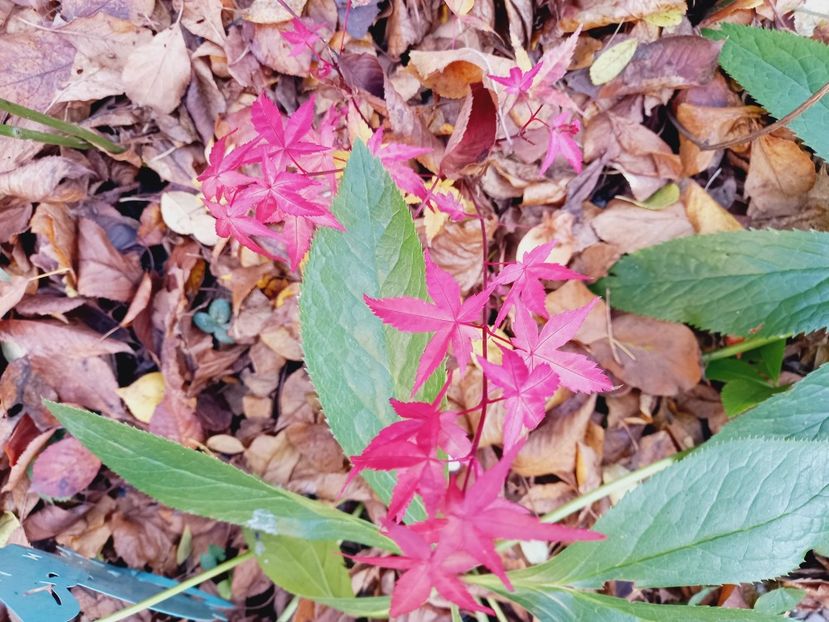  - Grădina 2021 continuare 3