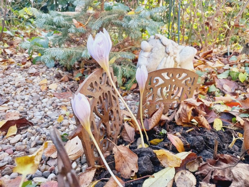  - Grădina 2021 continuare 3