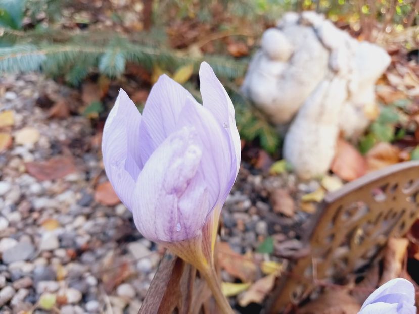  - Grădina 2021 continuare 3