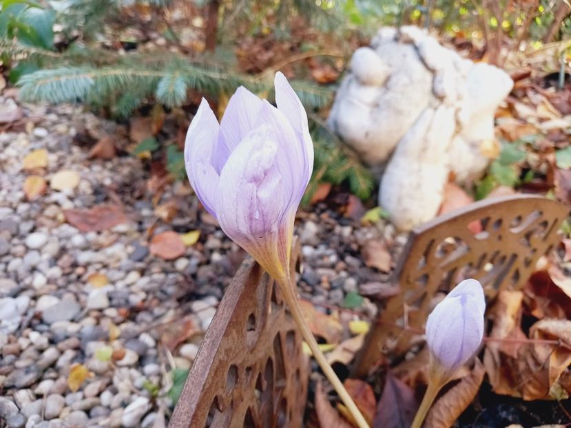  - Grădina 2021 continuare 3